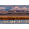 thumbnail image 2 of Haney, Chuck 24x17 Black Ornate Wood Framed with Double Matting Museum Art Print Titled - Tundra Swans with Ear Mountain in background during spring migration at Freezeout Lake Wildlife Man, 2 of 4