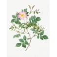 thumbnail image 2 of Redoute, Pierre Joseph 15x18 White Modern Wood Framed Museum Art Print Titled - Malmedy Rose, Rosa Malmundariensis, 2 of 4
