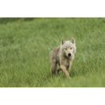 thumbnail image 2 of Posterazzi DPI12291242LARGE Young Wolf in Grasses in Kukak Bay Katmai National Park & Preserve Alaska Poster Print by Carl Johnson, 38 x 24 - Large, 2 of 4