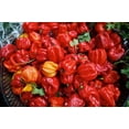 thumbnail image 2 of GSDWIUEW Scotch Bonnet Pepper 35-40 Seeds , Heirloom & Organic Seed, 2 of 3