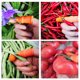 thumbnail image 3 of leyfeng Dispositivo de desplumado Pulgar para cortar verduras Cortador de dedos de hierro agrícola Cortador de pulgar de pimienta espinosa para hombres, 3 of 8