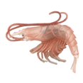 thumbnail image 1 of xinxixnxx Marine Animal Model Solid Simulation Intelligence Learning Toys Pink Lobster, 1 of 9