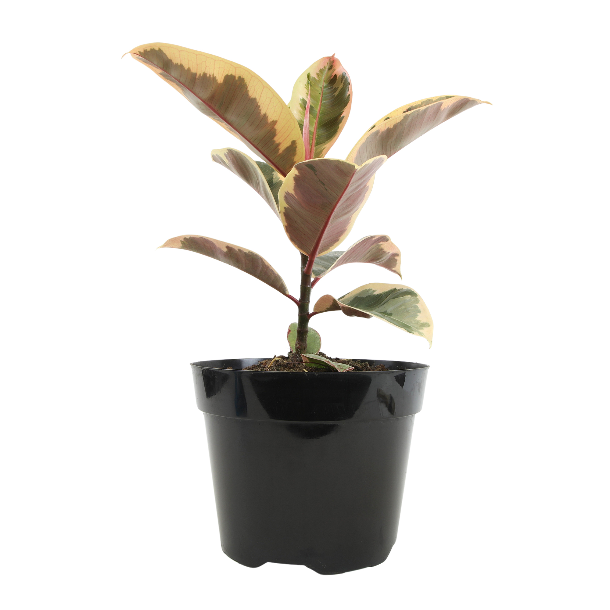 Variegated 'Tineke' Ficus Tree Houseplant | 8in Grow Pot; Indirect Light | Element by Altman Plants