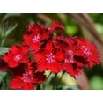 thumbnail image 6 of 30 Telstar Crimson Red Carnations Seeds - Heirloom Dianthus for Garden Blooms, 6 of 6