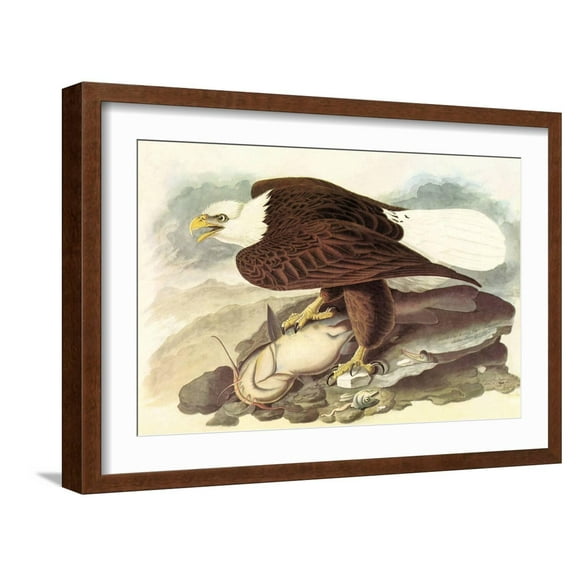 Art.com Bald Eagle 2 Art Print by John James Audubon, Brown Frame Wall Art, 23" x 17"