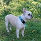 thumbnail image 4 of Set de collar y correa para perros Ladoogo, neopreno reflectante para perros, 4 of 5
