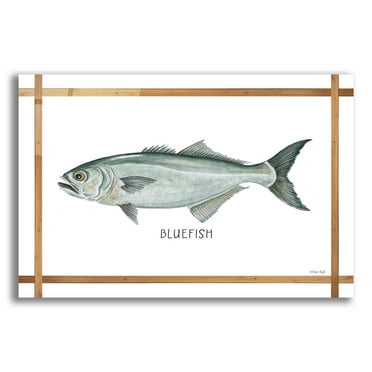 Epic Art 'Bluefish on White' by Cindy Jacobs, Acrylic Glass Wall Art, 24"x16"
