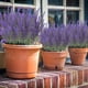 thumbnail image 1 of Ramo de Lavanda Artificial, 10 Unidades, 15 Pulgadas de Largo, Flores Artificiales de Plástico con Polvo Flocado Blanco, Realista, para Decoración de Bodas, Hogar, Jardín, Oficina, Balcón y Baño., 1 of 6