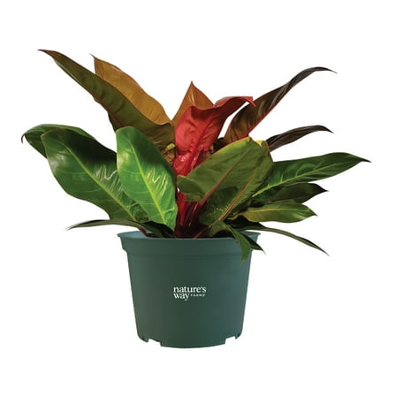 Nature's Way Farms Philodendron Prince Of Orange Indoor Live Plant (8-15 in. Tall) in Grower Pot