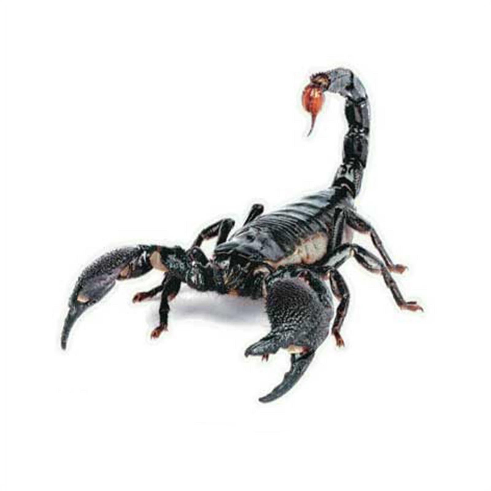 Realistic Beautifully Detailed Hand Painted Emperor Scorpion 4" PVC Figure 