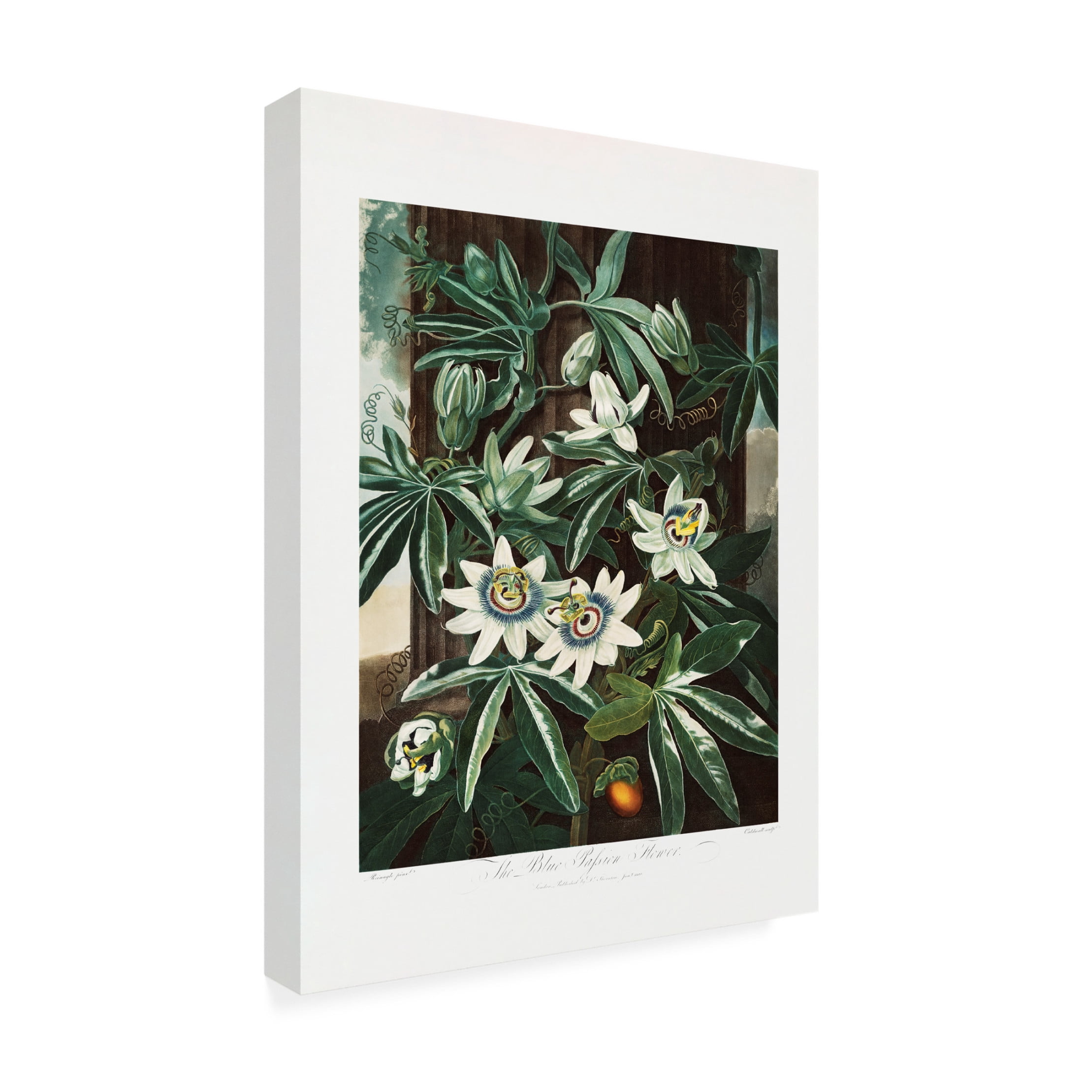 Trademark Fine Art Pictufy  The Passiflora Cerulea from The Temple of Flora 1807 Canvas Wall Art