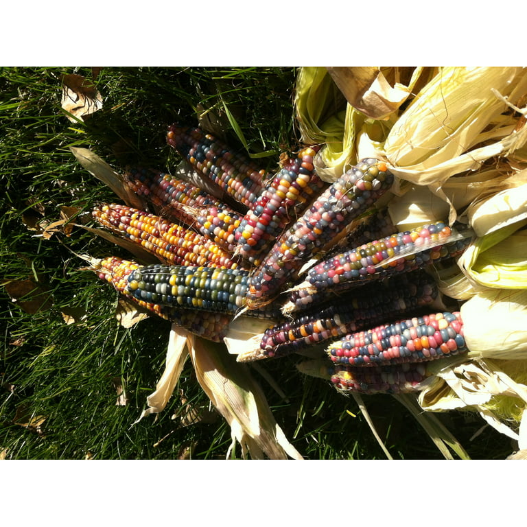 Glass Gem Ornamental Corn Seed