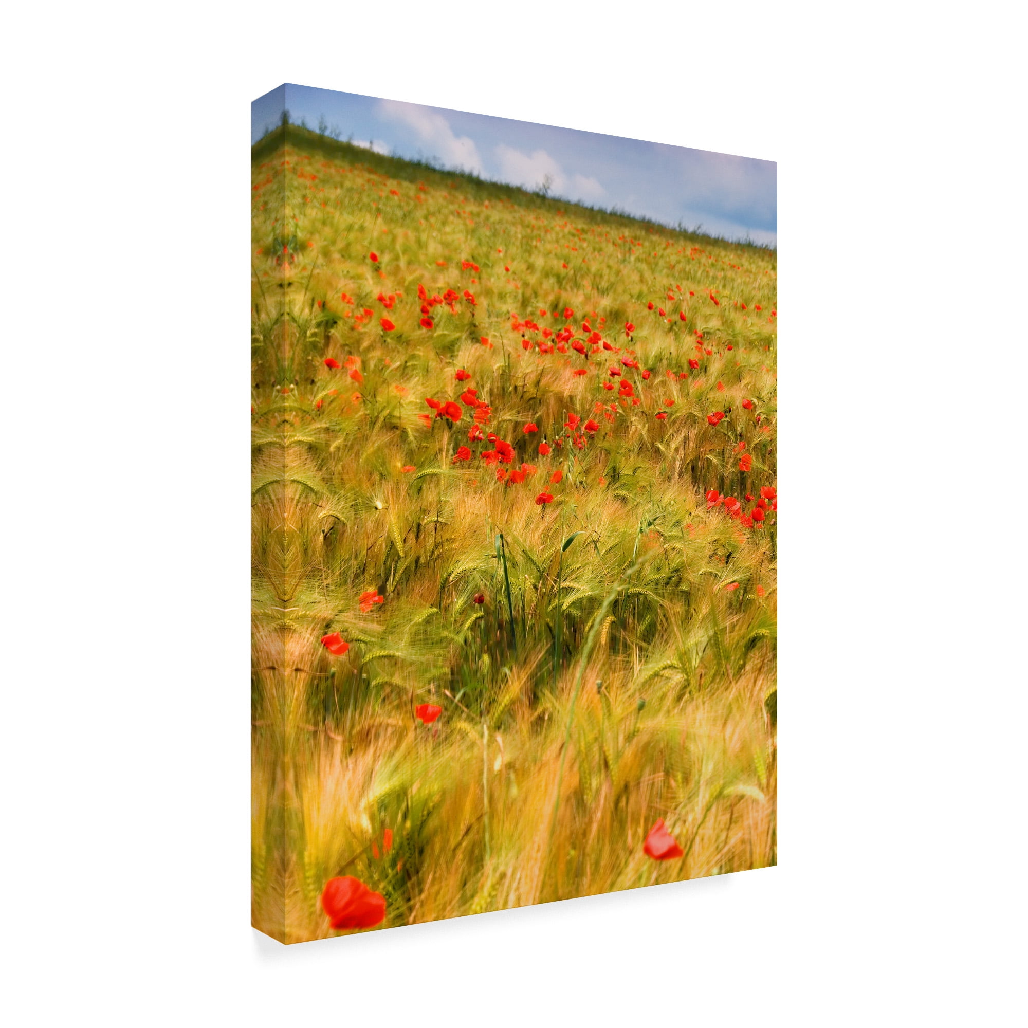 Trademark Fine Art 'Poppies in Field I' Canvas Art by Colby Chester