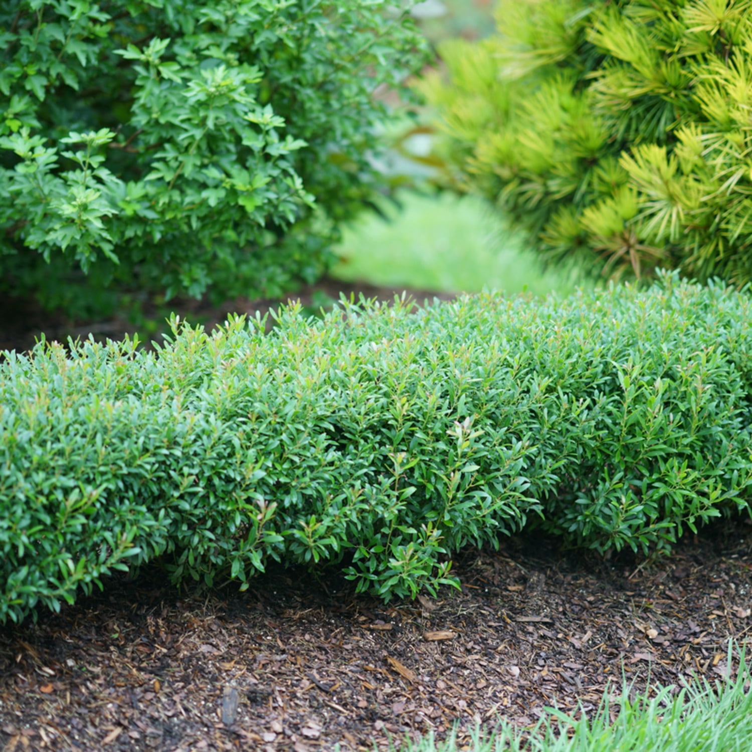 Proven Winners ColorChoice 5" Gem Box Inkberry holly Live Plant in 4.5" Pot (4 Count)