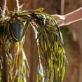thumbnail image 3 of Hanging Aloe Vera in Pot, 3 of 10