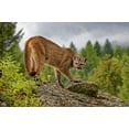 thumbnail image 2 of Jaynes Gallery 24x17 Black Ornate Wood Framed with Double Matting Museum Art Print Titled - Montana Mountain lion in controlled environment, 2 of 4