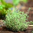 thumbnail image 6 of Set 2 Thyme Plants Live, Fragrant Thyme Herb, 5-7 Inches Tall, Compact Herb for Indoor Outdoor Growing, 6 of 6