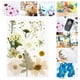 thumbnail image 4 of Paquete de Flores Prensadas Secas Soledad para Manualidades, 4 of 7