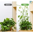 thumbnail image 6 of Deago 50 Pcs Plant Climbing Wall Fixture Clips Self-Adhesive Hook Vines Traction Leaf Shaped Invisible Holder for Home Decoration and Wire Fixing Cable Organizer, 6 of 8