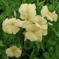 thumbnail image 2 of Outsidepride Phlox Yellow - 10000 Seeds, 2 of 2