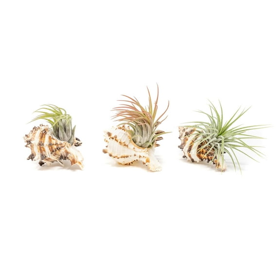Air Plant Shop Set of 3 Longspine Murex Seashells with Tillandsia Ionantha Air Plants - Wholesale and Bulk - Succulents - Live Tillandsia - Easy Care Indoor and Outdoor House Plants