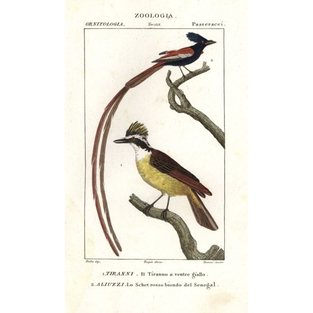 Eastern Kingbird Tyrannus Tyrannus And Asiana Poster Print By Florilegius Mary Evans Walmart Com Walmart Com