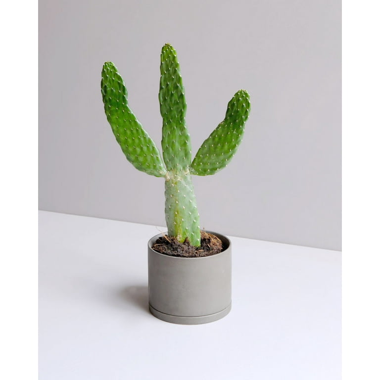 Roadkill Cactus - Live Plant in a 6 Inch Pot - Consolea Rubescens -  Beautiful Indoor Outdoor Cacti Succulent Houseplant