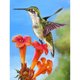 thumbnail image 1 of Taladro Pintura Diamante (DE4675) 5D DIY Completo Pájaro Feliz Punto de Cruz Artesanía (B1057) 20X30cm FLhrweasw Nuevo, 1 of 1
