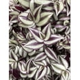 thumbnail image 2 of Tradescantia Zebrina Plant Live for Planting, Purple Wandering Jew Live Plant 2 Inch Pot, Tradescantia Live Plant, 2 of 8