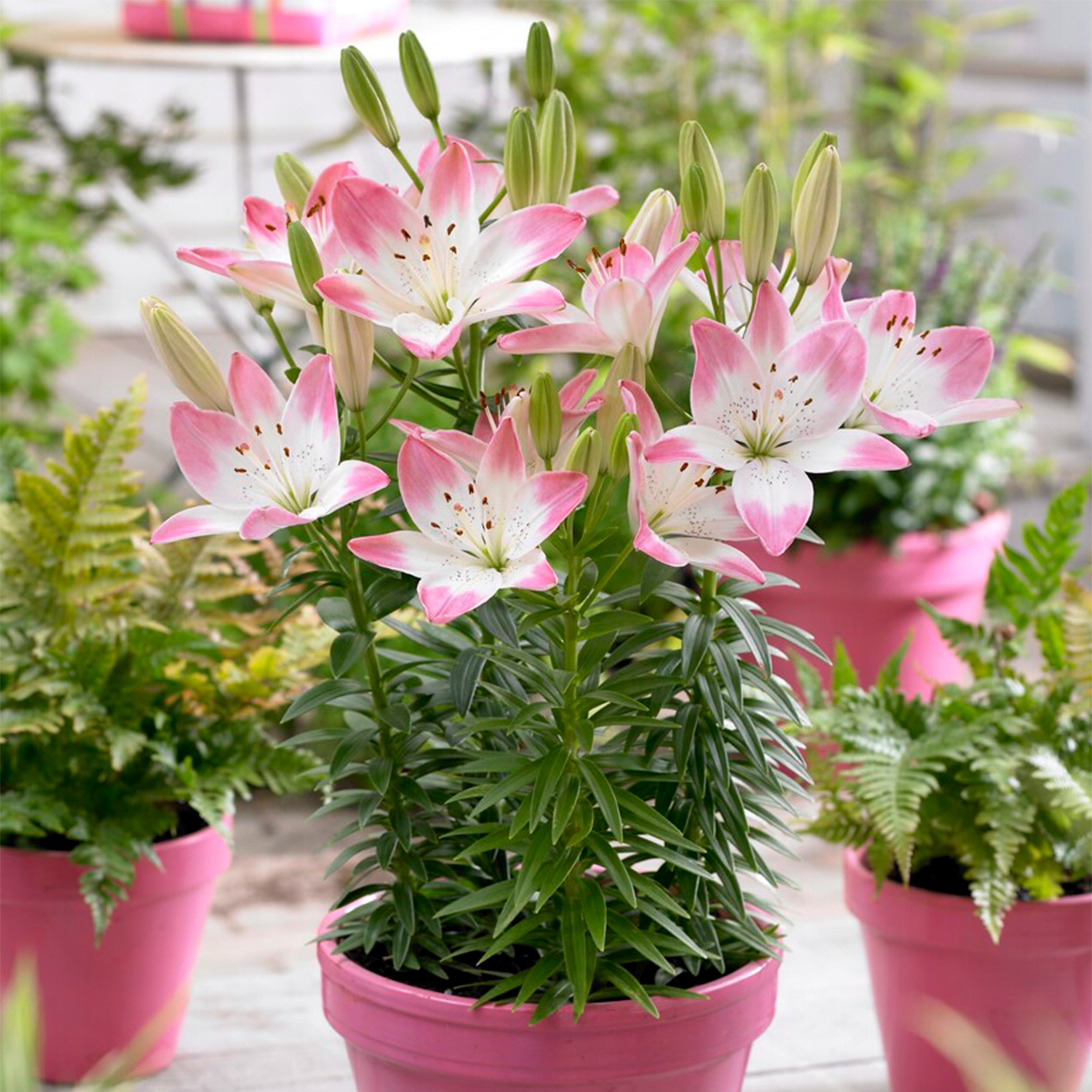 Garden State Bulb Sugar Love Asiatic Lily Flower Bulbs, 14/16cm, Spring Planting (Bag of 20)