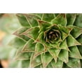 thumbnail image 2 of Berzel, Erin 32x23 White Modern Wood Framed Museum Art Print Titled - Sempervivum Succulent I, 2 of 4