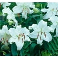 thumbnail image 3 of Casa Blanca Trevi Oriental Lily (3 Bulbs) - Flourishing Venture, 3 of 3