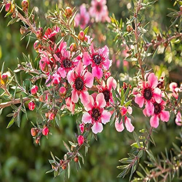 Tea Tree Flowee Tea Tree Plant Flower