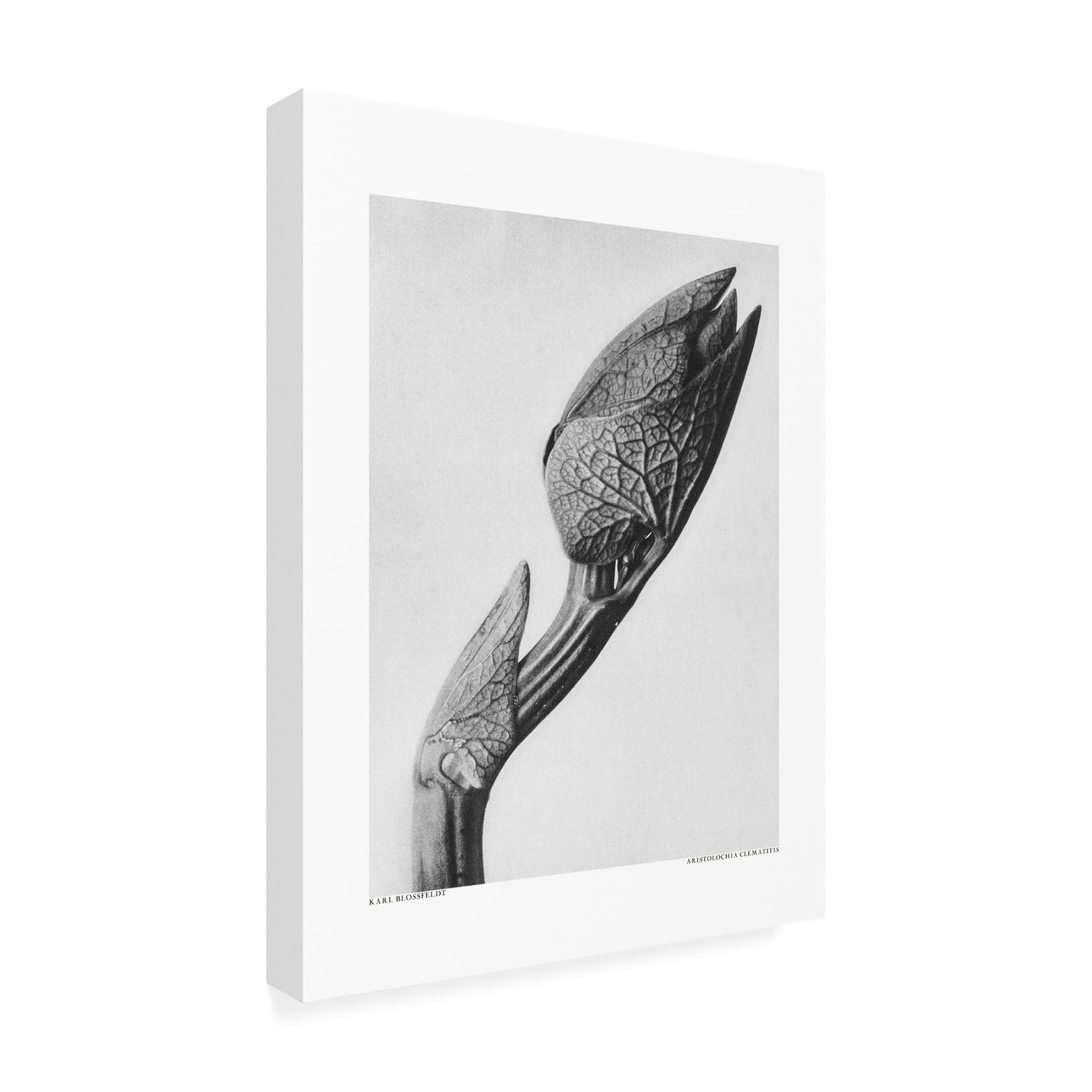 Trademark Fine Art Pictufy Aristolochia clematitis Canvas Wall Art