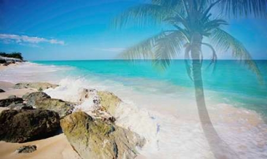 Palm By The Rocks C