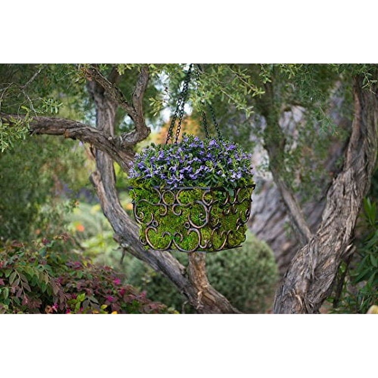 Sheet Moss – McArdle's – Floral & Garden Design