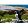 thumbnail image 2 of Haney, Chuck 14x11 Gold Ornate Wood Framed with Double Matting Museum Art Print Titled - Atlantic Puffins on Machias Seal island-Maine-USA, 2 of 4