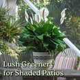 thumbnail image 3 of Tropical Plants of Florida 24" to 28" Spathiphylum Peace Lily; Partial Sunlight, White Flowers, Growers Planter, 3 of 7