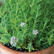Burpee Lady Lavender Herb Seed, 1-Pack