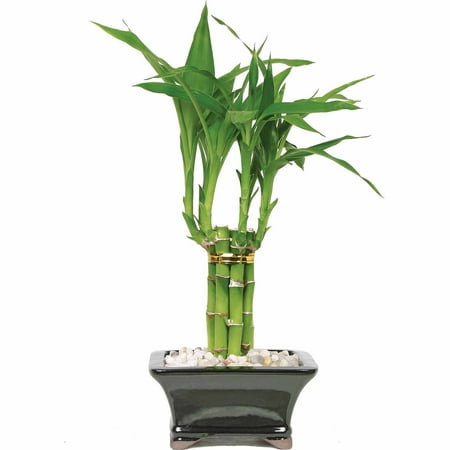 bamboo lucky indoor plant plants bonsai pyramid care chinese tree shui feng layer growing brussel tier grow garden room walmart