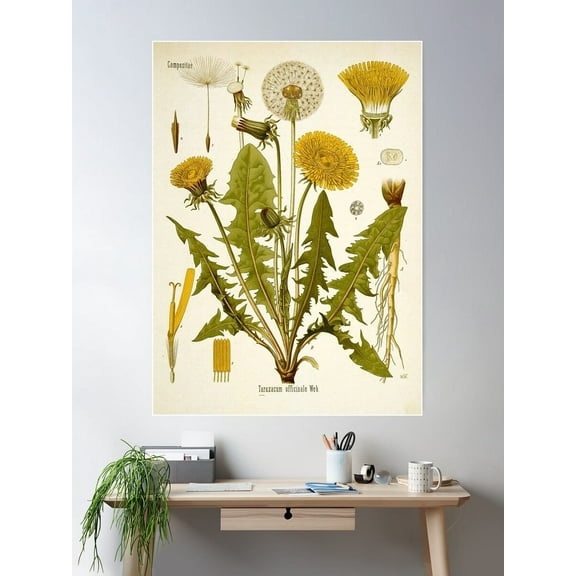 Dandelion Life Cycle Poster Wall Art, Modern Wall Decor For Living Room Bedroom, 8x12 UNFRAMED