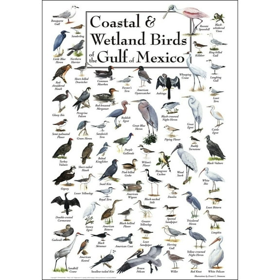 Coastal & Wetland Birds of the Gulf of Mexico Posters Student Animal Poster Birthday Gift Children's Room Poster Bedroom Decor Office Decor Gifts