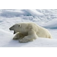 thumbnail image 2 of Young, Bill 18x13 Gold Ornate Wood Framed with Double Matting Museum Art Print Titled - Norway, Svalbard Yawning polar bear on sea ice, 2 of 4