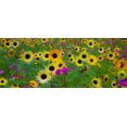 thumbnail image 2 of Gulin, Sylvia 14x8 Black Ornate Wood Framed with Double Matting Museum Art Print Titled - USA-New Hampshire meridian planted with sunflowers and cosmos flowers along Interstate 95, 2 of 4