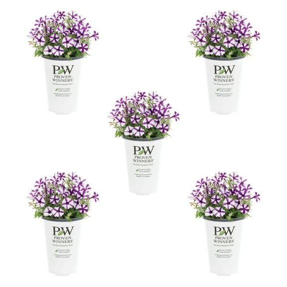 Proven Winners 1.5PT Purple Petunia Live Annual Plant Sun 5-Pack