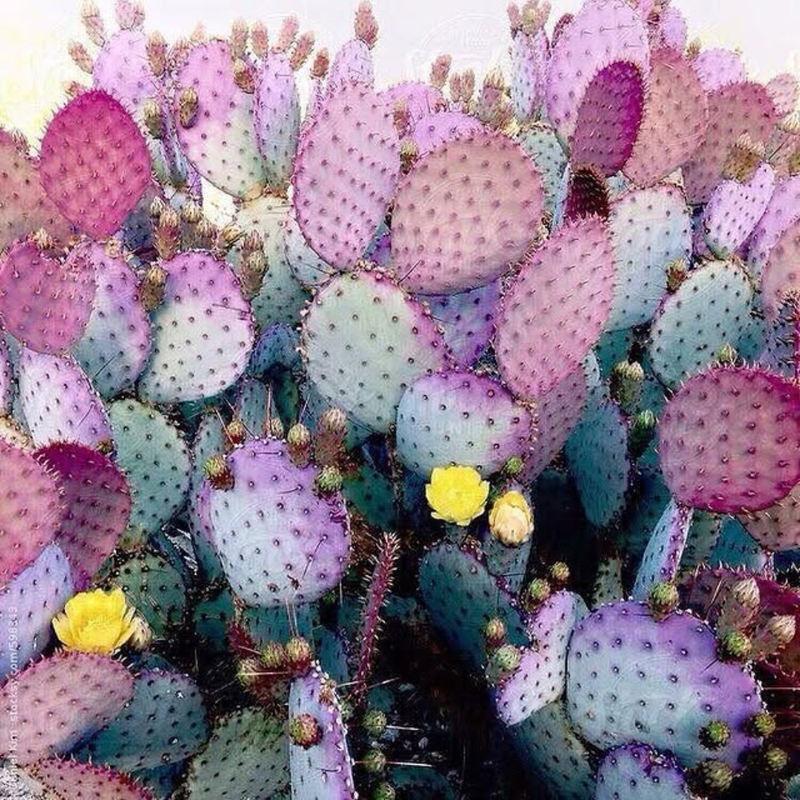 Purple Prickly Pear Cactus Plant Live, Succulents Plant Live, Live Prickly Pear Cactus Plants, 3.5 inch Pot for Growing