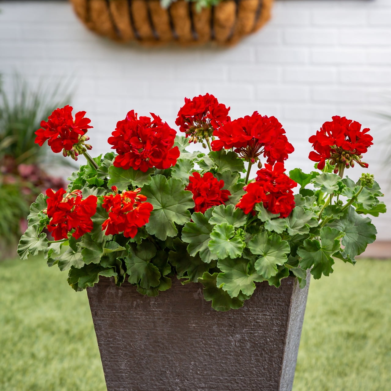 Better Homes & Gardens 1.5gal Red Geranium Live Annual Plant Sun