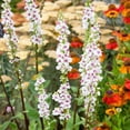 thumbnail image 2 of Verbascum Mullein Wedding Candles Garden Flower Seeds - 2000 Seeds, 2 of 2