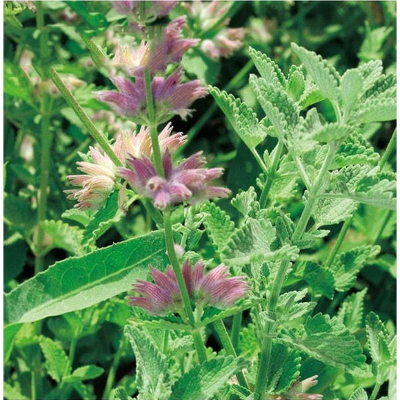 HJADGG Cat Spearmint Seeds 30pcs Organic Mentha spicata Organic Favorite Plant for Cat Edible Hummingbird Mint Herb Tea Easy to Grow Plants Seeds for Planting Garden Yard Home
