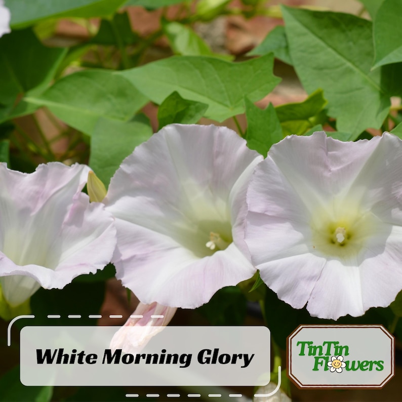 30 Morning Glory Seeds - Perennial Flowers -, Self-Pollinating - for Summer/Early Fall Planting - Enhance Your Garden with Blooms